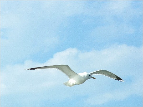 Sturmm&ouml;we auf der Insel Usedom